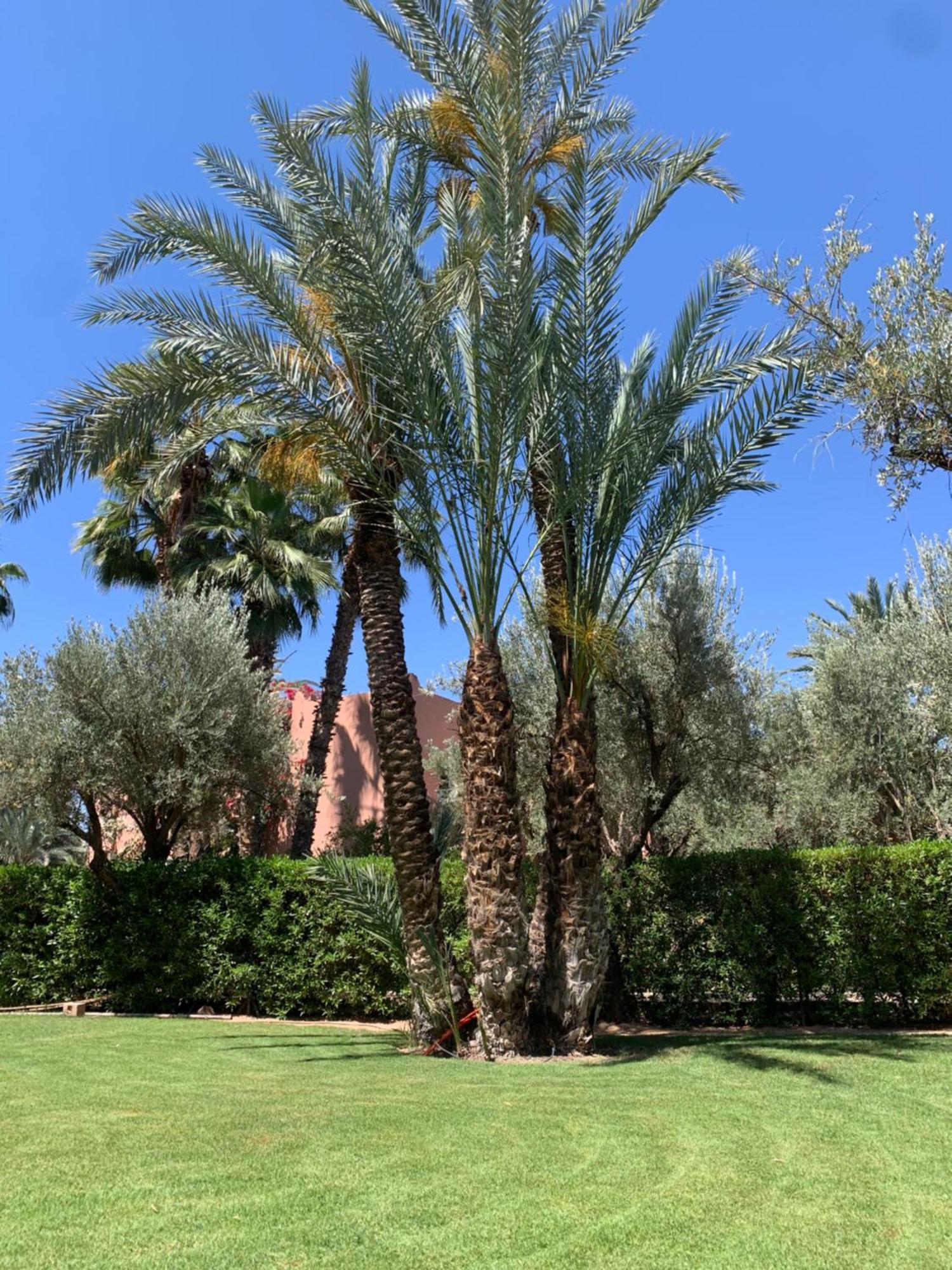 Villa Avec Piscine Privatisee A La Palmeraie Marrákes Kültér fotó